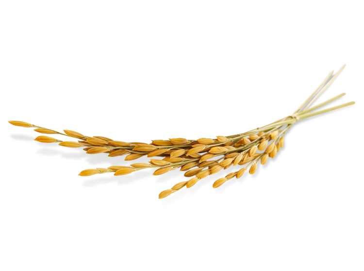 Rice plant