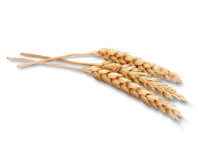 Wheat