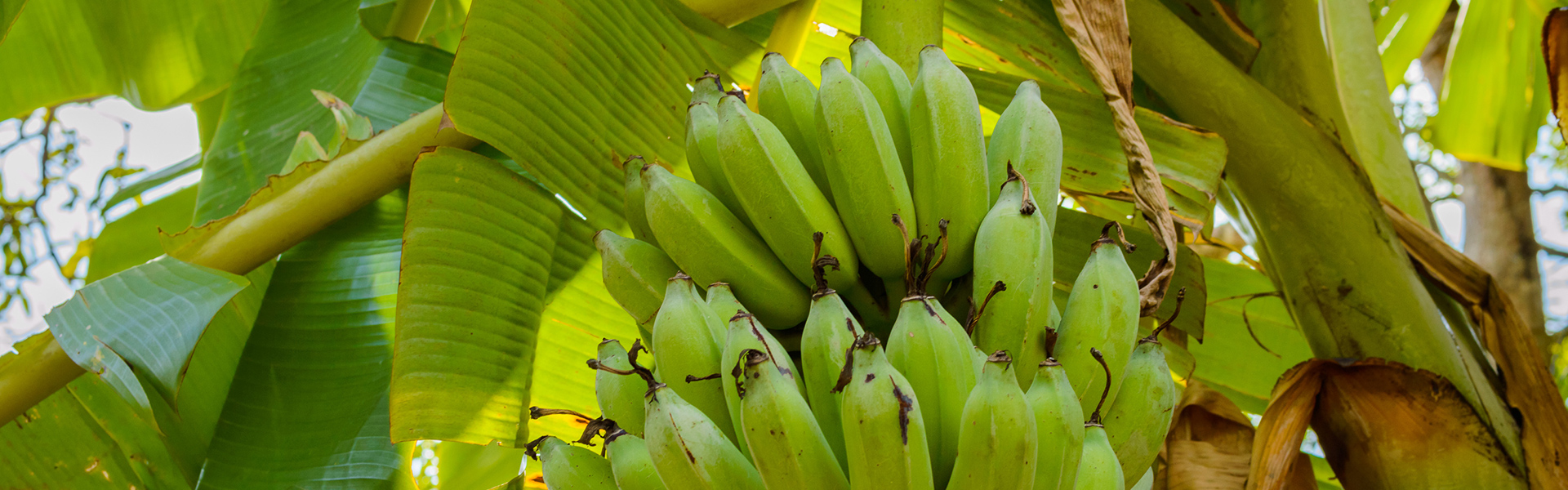 Bananas