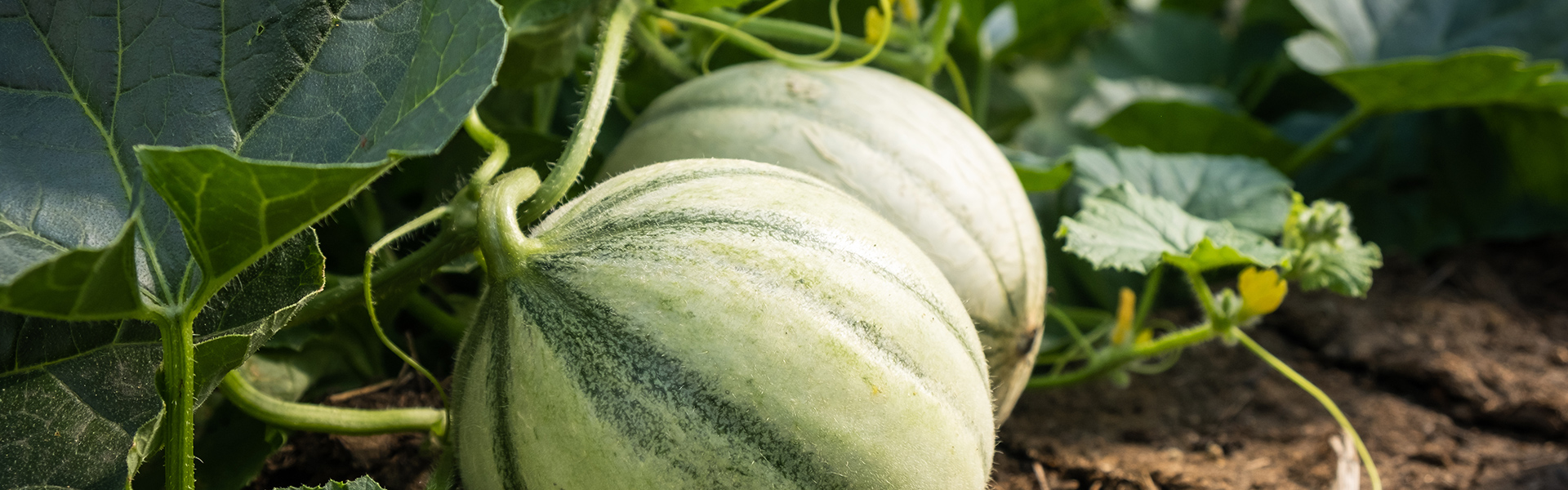 Honeymelon