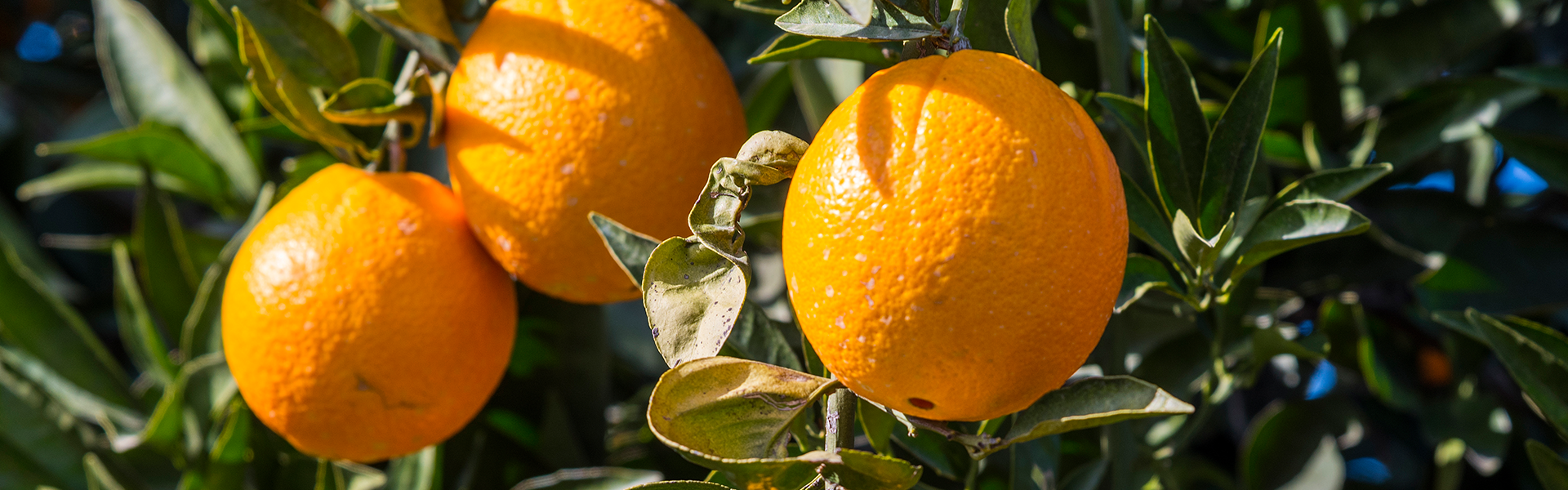 Oranges