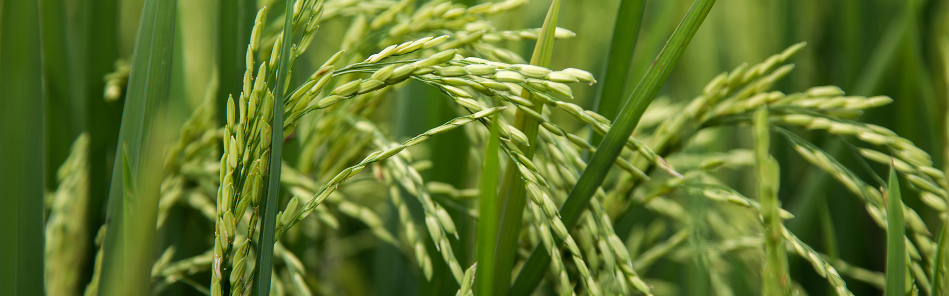 rice plant