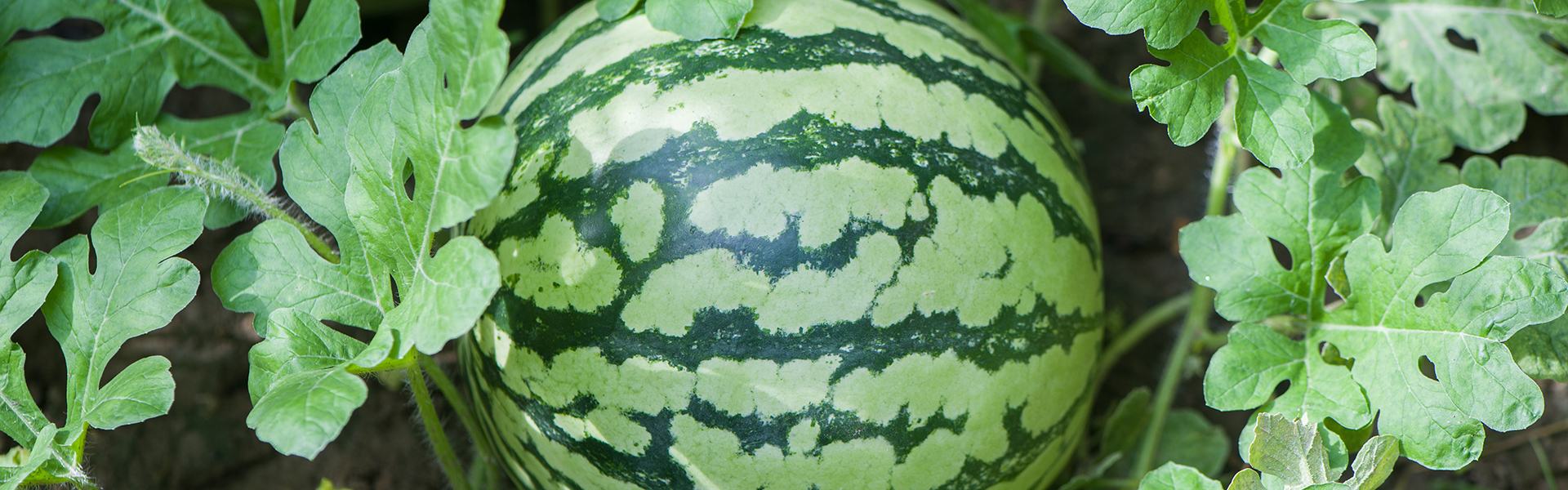 Watermelon
